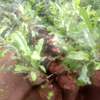 Grafted macadamia seedlings thumb 2