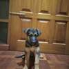 German shepherd dog for sale 2-3 months old(females) thumb 8