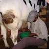 Best milker for dairy jobs thumb 6