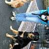 Best Dog Trainers in Westlands, Upper Hill, Thika,South C thumb 4
