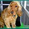 Dog Grooming Services| Expert Mobile Dog Groomers |Professional Grooming Service thumb 4