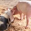 Healthy Pigs Available - Siaya thumb 10