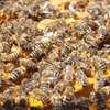 African Beekeeping Services - Welcome To The World Of Beekeeping | We provide education and advice, promoting responsible bee keeping. thumb 10