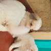 JAPANESE SPITZ PUPPIES LOOKING FOR A NEW HOME thumb 3