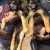 German Shepherd puppies on sale? thumb 4