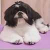 Top10 Mobile Dog Grooming Services & Dog Groomers Near Me thumb 5