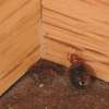 Top 10 Bed bug removal in Nairobi-Guaranteed eradication! thumb 11