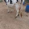 3 Dairy cows thumb 5