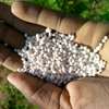 Homed Lime Co. Agricultural Lime Fine Powder Kenya thumb 1