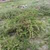0.040 Ha prime land in campus view kaputiei kitengela. thumb 2