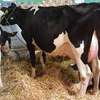Best milker for dairy jobs thumb 5