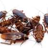 Nairobi - Bed Bugs Extermination and Removal in Nairobi thumb 8