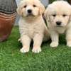 Golden Retriever Puppies Cream to Golden Playful Pets thumb 2