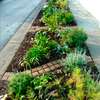 Best 15 Landscape Gardeners in Nairobi | Bestcare Gardeners thumb 4