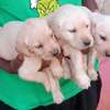 Yellow Labradors for rehoming thumb 0