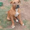 Female Boerboel up for sale thumb 2