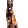 Pets Services-Dog Trainer Services in Kenya thumb 12
