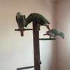 African Grey Parrots available now thumb 2