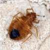 Bed Bug Exterminators Ruaraka ,Starehe Ngara Lavington thumb 7