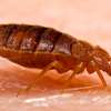 Bed Bug Control Nairobi-The Best Bed Bug Exterminator thumb 10