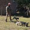 Best Dog Trainers in Westlands, Upper Hill, Thika,South C thumb 12