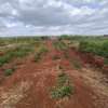 FOR SALE: Prime 1/8 Acre Residential Plots in Ruiru thumb 1