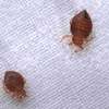 Bed bugs,Cockroahes & Mosquitos Pest Control in Lavington. thumb 6