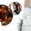 Bedbug Fumigation Services In Nairobi,Ruaka, Ruiru, Syokimau thumb 4