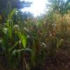 50by100 plot for sale in ruaka thumb 3