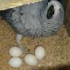 Parrots and Eggs for sale thumb 0