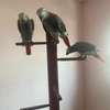 African Grey Parrots for sale thumb 2