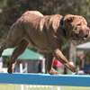 Nairobi's Best Dog Training - Lifetime Guaranteed Results thumb 1