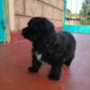 Havanese puppy looking for a new home thumb 0