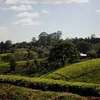 20 ac Land at Riara Ridge thumb 4