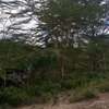100,000 Acres Affordable Land Are for Sale in Malindi-Kilifi thumb 0
