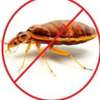 Bed bugs Fumigation & Control Services in Mombasa thumb 1