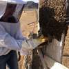 Beekeeping Service | From hive installation to honey harvesting, we provide everything that makes home beekeeping a simply beautiful pleasure for you.Call Us for Information thumb 3