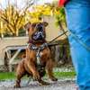 Professional Dog Training Services Nairobi thumb 4