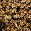 Affordable Bee Removal Services | Bee hive removal | Bee swarm removal thumb 13