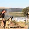 Best Dog Trainers in Nairobi,Kenya - We specialize in basic and advance obedience, problem solving and personal protection training. thumb 8