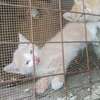 Turkish Angora kitten thumb 1