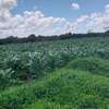 1/4 and Full Acre Plots for sale in Malindi thumb 0