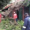 Site clearance Nairobi- Best Land Clearing Specialists . thumb 5