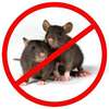 Guaranteed Rat Extermination Services In Nairobi thumb 1
