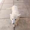 White Swiss Shepherd puppies thumb 3