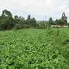 3.25 Acres Of Land For Sale in Ruku/Wangige thumb 7