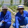 Best 15 Landscape Gardeners in Nairobi | Bestcare Gardeners thumb 11