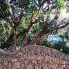 Serviced 1 Bed Apartment with En Suite at Mtwapa Creekside thumb 19