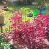 10 Bed House with En Suite at Milimani thumb 8