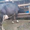 Powerful Frisian breed thumb 7